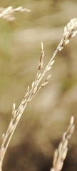 Agrostis