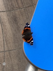 Vanessa atalanta