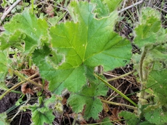Pelargonium capitatum