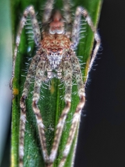 Pandercetes