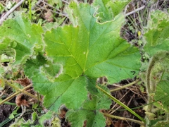 Pelargonium capitatum
