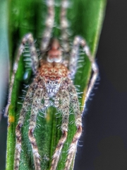 Pandercetes