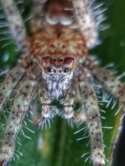 Pandercetes