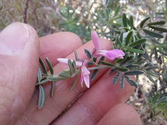 Indigofera brachystachya
