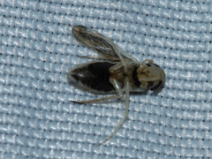 Corixini