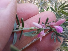 Indigofera brachystachya