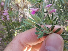 Indigofera brachystachya