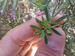 Indigofera brachystachya