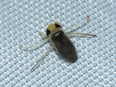 Corixini
