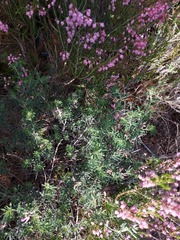 Indigofera brachystachya