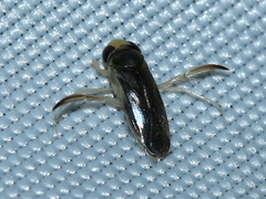 Corixini