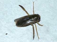 Corixini