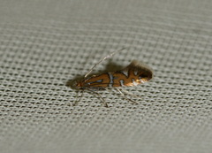 Phyllonorycter nigrescentella