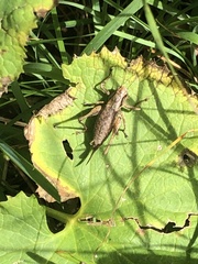 Pholidoptera griseoaptera