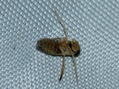 Corixini