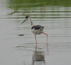 Himantopus himantopus