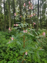 Impatiens glandulifera