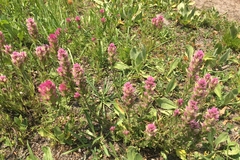 Castilleja lassenensis