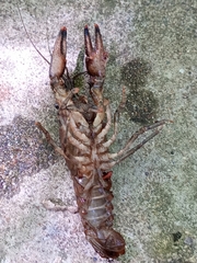 Faxonius limosus
