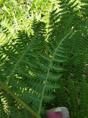 Pteridium aquilinum capense