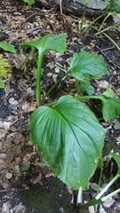 Symplocarpus foetidus