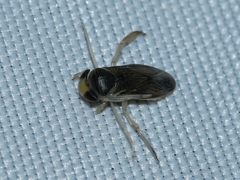 Corixini