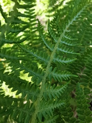 Pteridium aquilinum capense