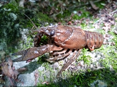 Faxonius limosus