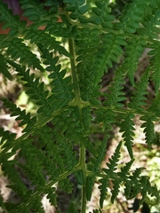Pteridium aquilinum capense