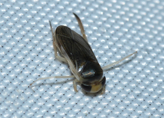 Corixini