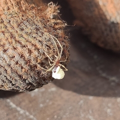 Neottiura bimaculata