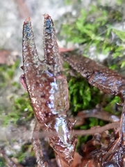 Faxonius limosus