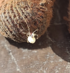 Neottiura bimaculata