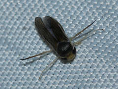Corixini