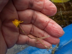 Utricularia radiata