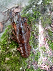 Faxonius limosus