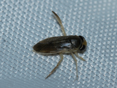 Corixini