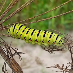Papilio machaon