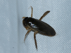 Corixini