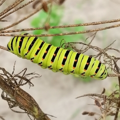 Papilio machaon