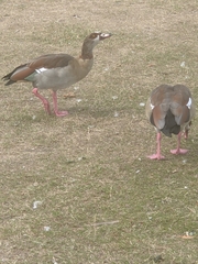 Alopochen aegyptiaca