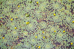 Ludwigia sedoides