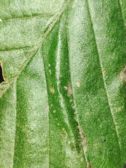 Phyllonorycter tenerella
