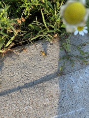 Chauliognathus pensylvanicus