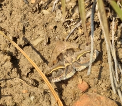 Acantholipes trimeni