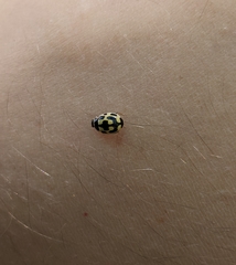 Propylea quatuordecimpunctata