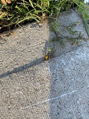 Chauliognathus pensylvanicus