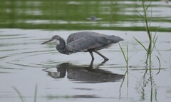 Egretta gularis