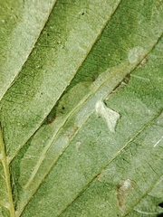 Phyllonorycter tenerella