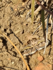 Acantholipes trimeni